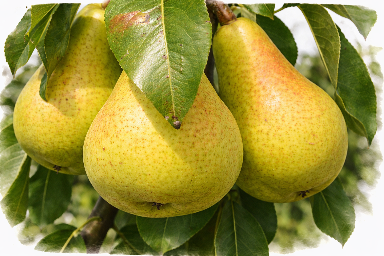 Груша "Видная"