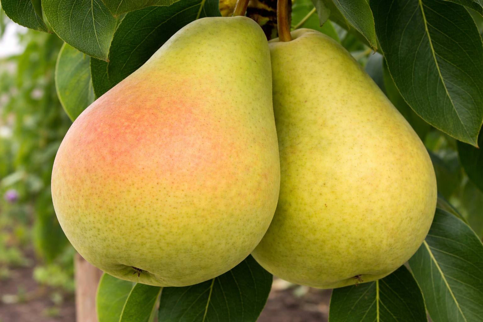 Груша "Виктория"