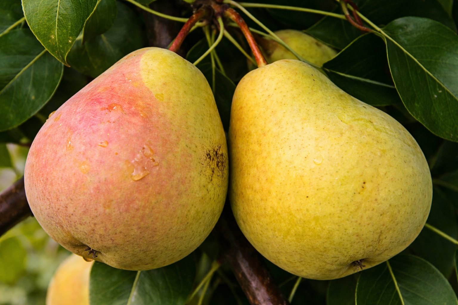 Груша "Десертная россошанская"