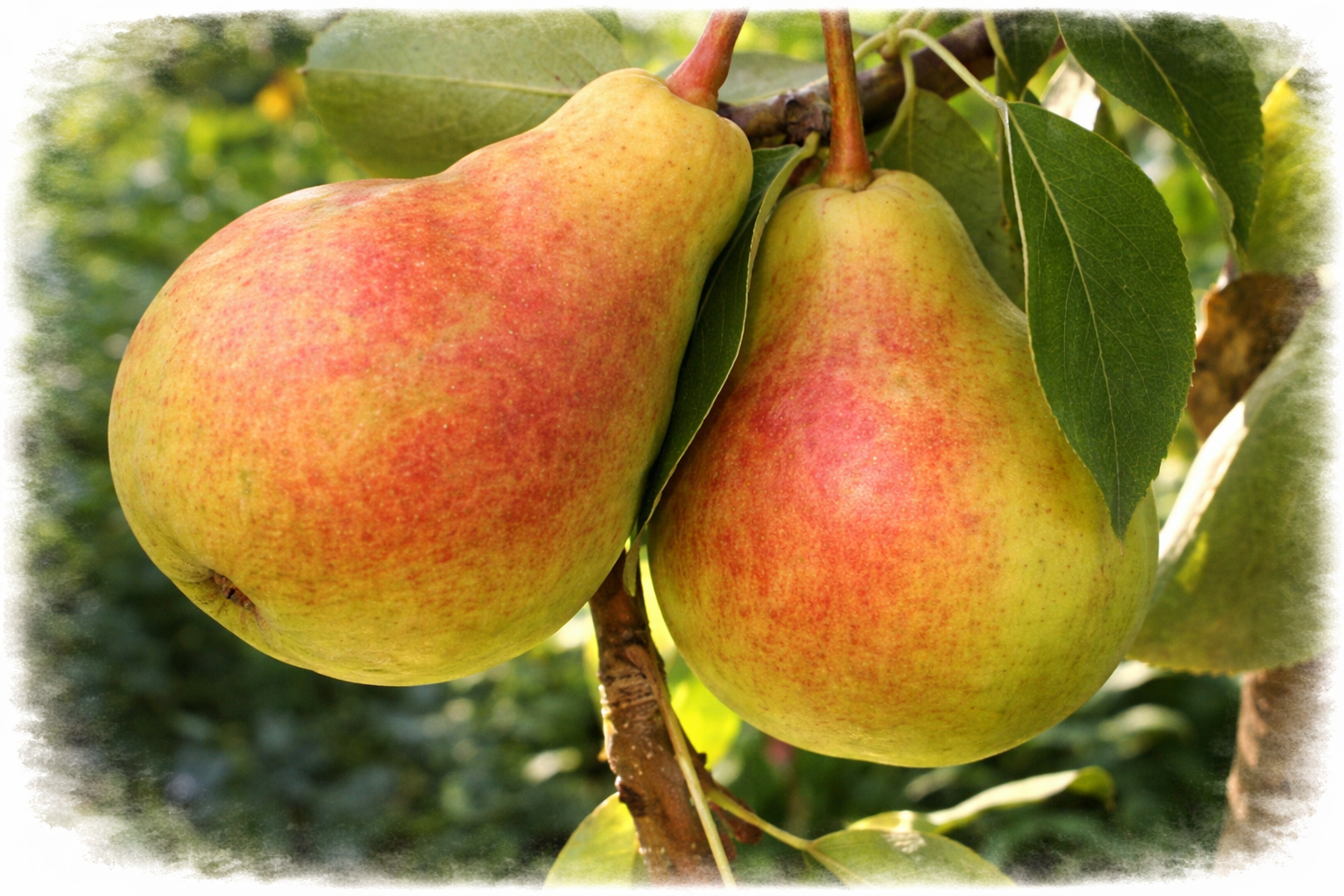 Груша "Осенний великан"