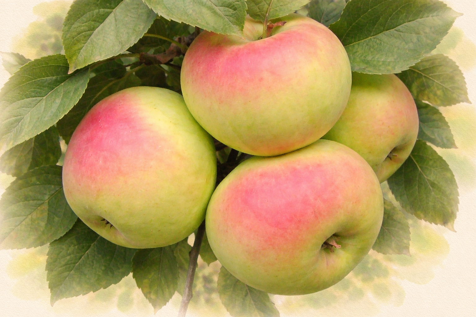 Яблоня "Имрус"